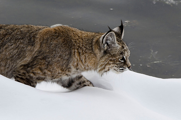 Hunting bobcat #5