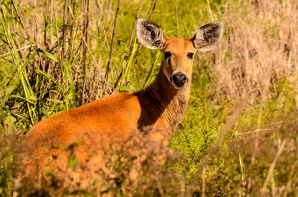 Female marsh deer