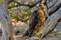 Juvenile Galapagos hawk