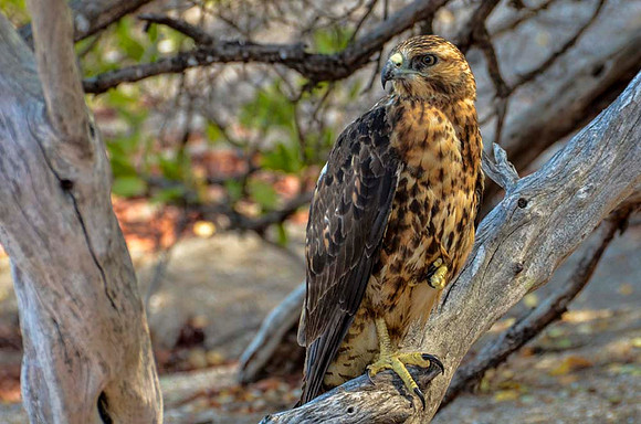 Juvenile Galapagos hawk