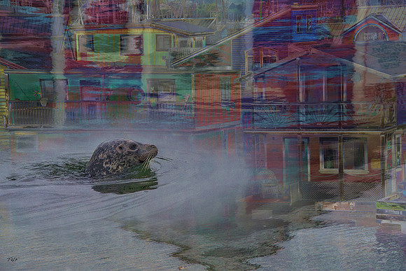 Harbor seal and floating houses