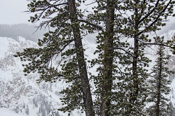 Edge of the Grand Canyon of the Yellowstone