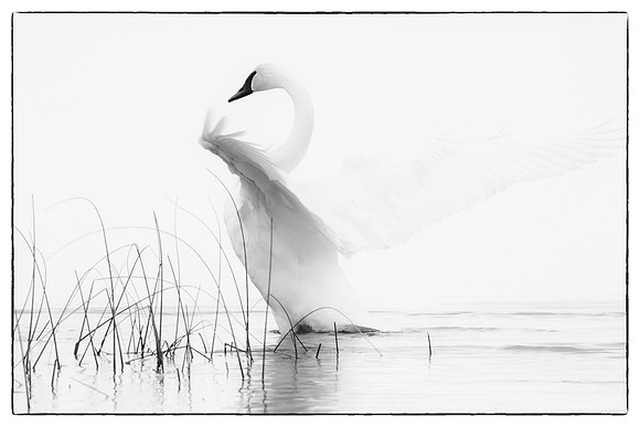 Trumpeter swan #1