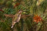 Female Anna's hummingbird