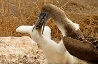 Blue-footed booby feeding its chick