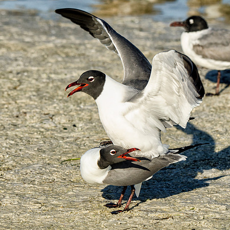 Laughing gulls mating