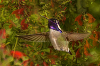 Male Costa's hummingbird