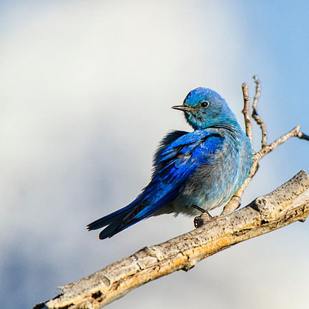 Male Mountain bluebird
