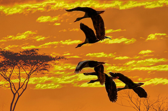 Whistling ducks at sunset -- photo montage