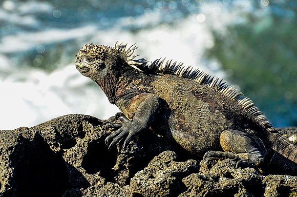 Galapagos marine iguana