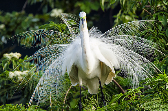 Another displaying male great egret