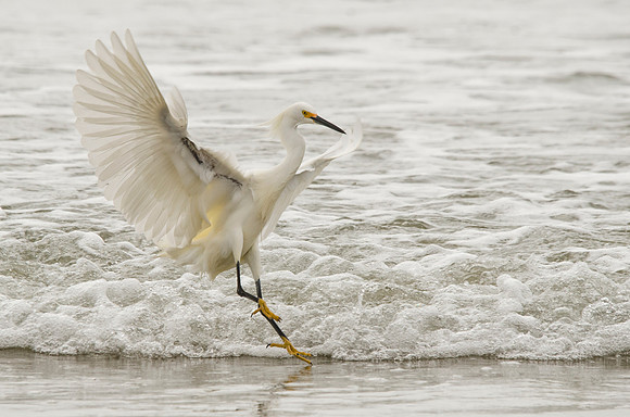 Snowy egret #1