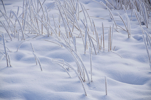 Winter wonderland #6