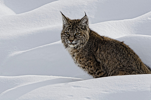 Hunting bobcat #7