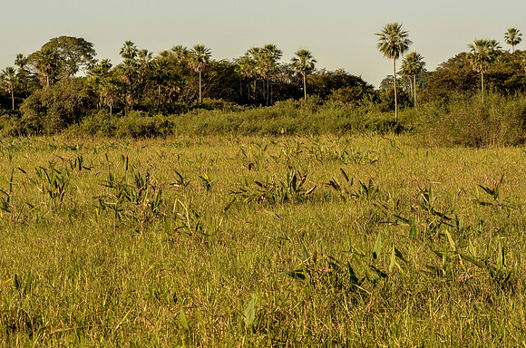 Typical wet grassland habitat