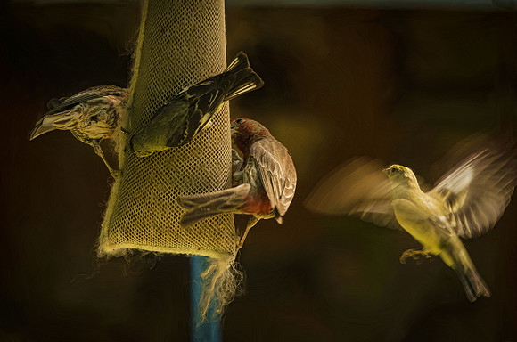 Finch feast
