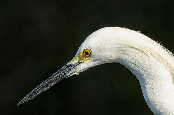 Snowy egret portrait