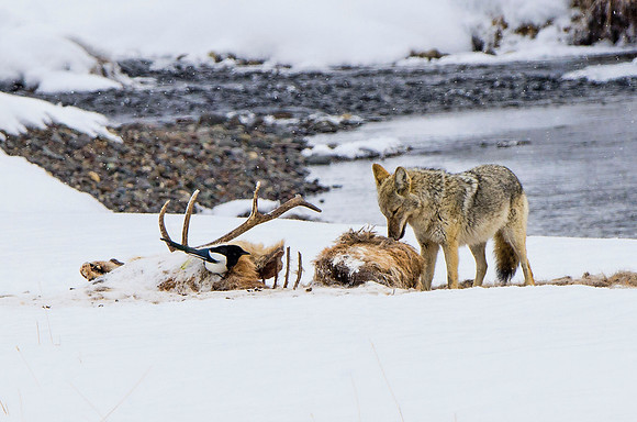 Scavengers at a wolf kill
