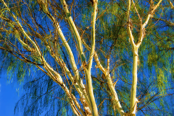 Palo blanco trees