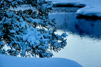 Snowy vegetation at Soda Butte Creek