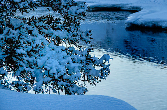 Snowy vegetation at Soda Butte Creek