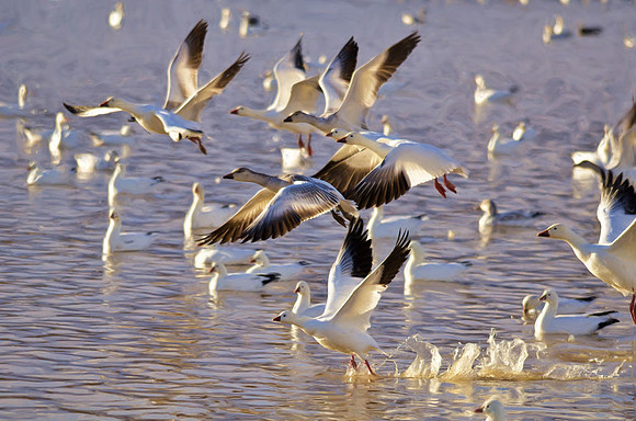 Snow goose take-off