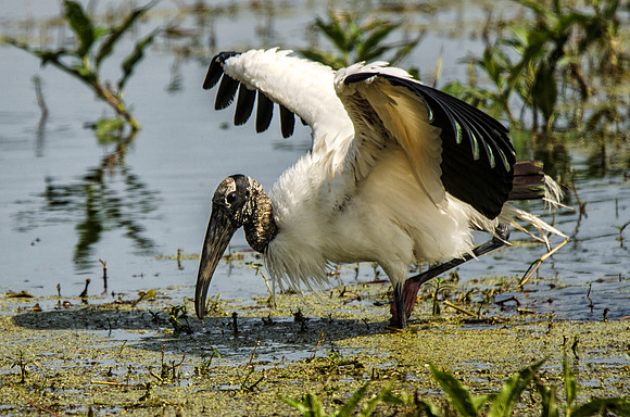 Wood stork #3