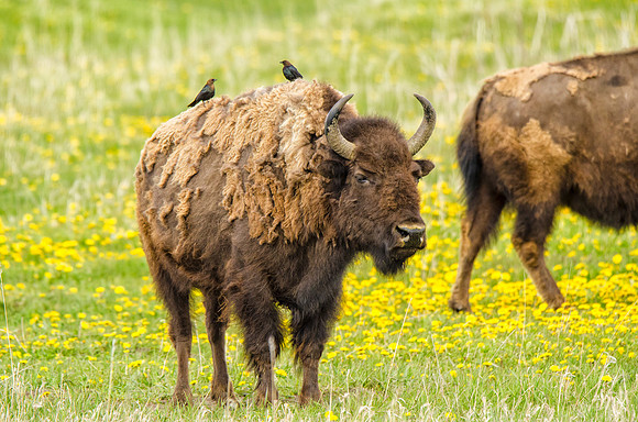 Molting bison and cowbirds