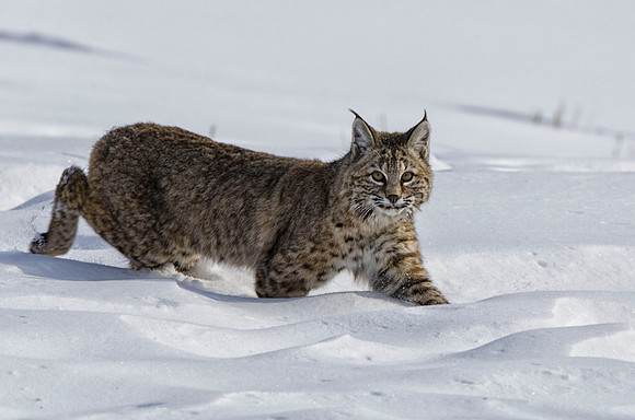 Hunting bobcat #1