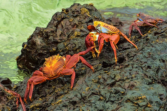 Sally Lightfoot crabs