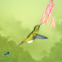Booted raquet-tail hummingbird