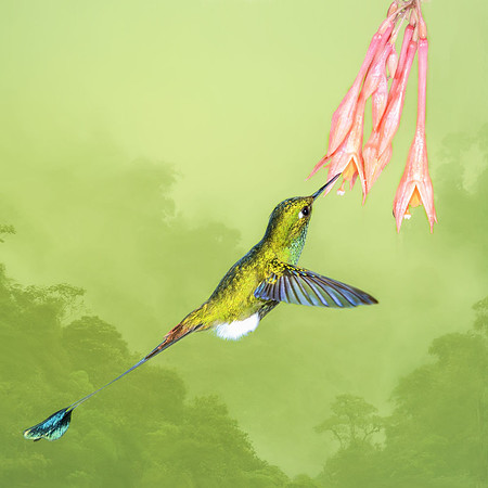 Booted raquet-tail hummingbird