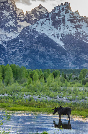 A moose's world