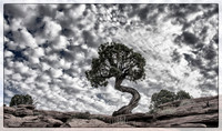 Landscape with junipers -- Dead Horse State Park