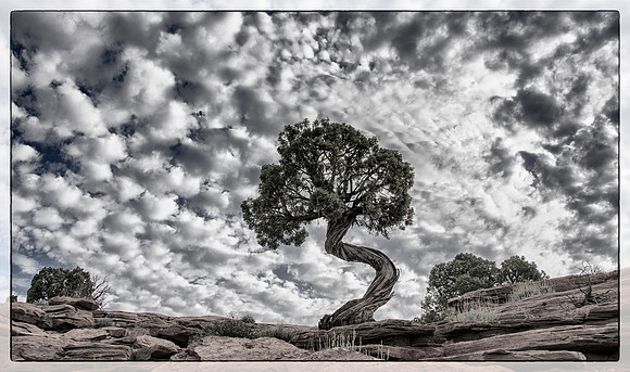 Landscape with junipers -- Dead Horse State Park