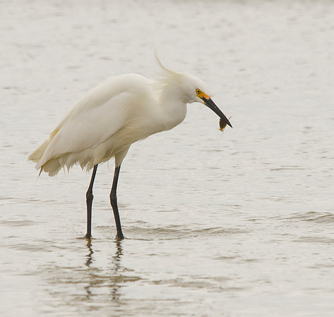 Snowy egret #3