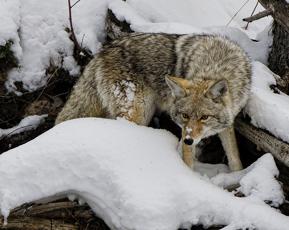 Coyote hunting #3