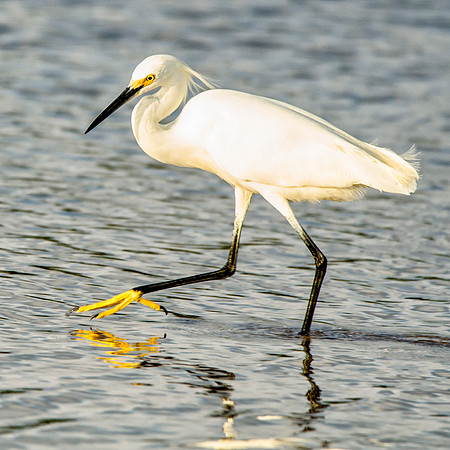Foraging snowy egret