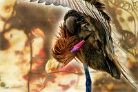 Reddish Egret #3