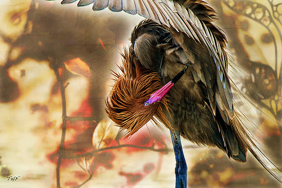 Reddish Egret #3