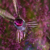 Hummingbirds
