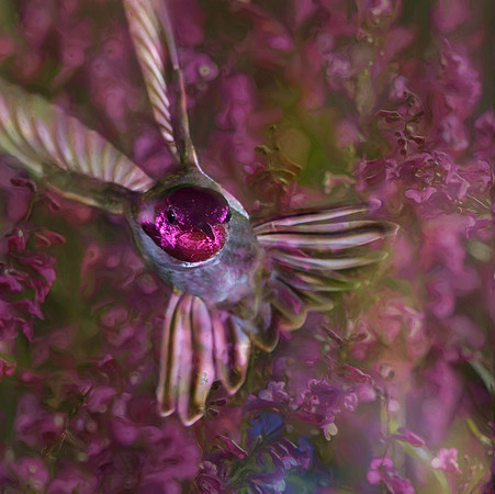 Male Anna's hummingbird