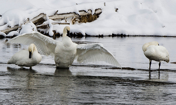 Three adult trumpeter swans