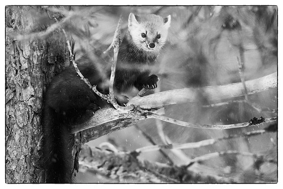Pine marten #3