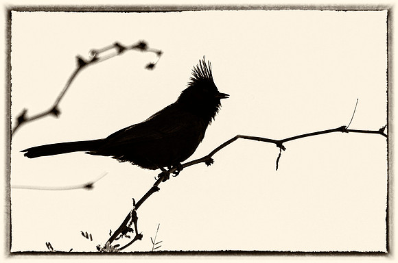 Mistletoe bird in silhouette
