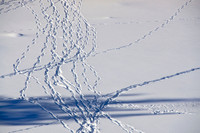 Tracks