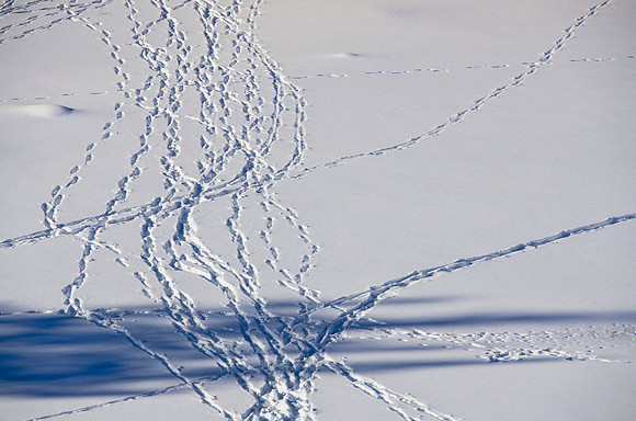 Tracks