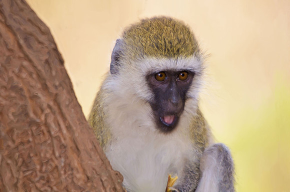 Black-faced vervet monkey