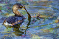 Pie-billed grebe and bullfrog