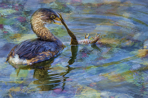 Pie-billed grebe and bullfrog